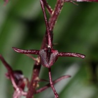 <i>Liparis atropurpurea</i>  Lindl.